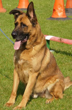 chopper the gsd mastiff cross in kennels many months