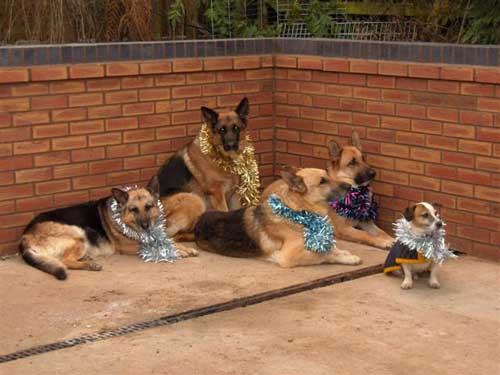 dogs with tinsel collars