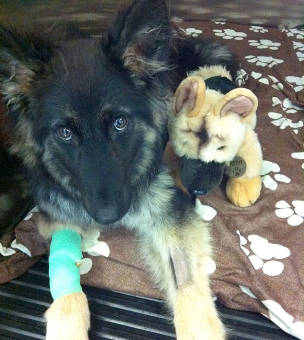 young german shepherd in intensive care following thoracic surgery at Chestergates referral centre