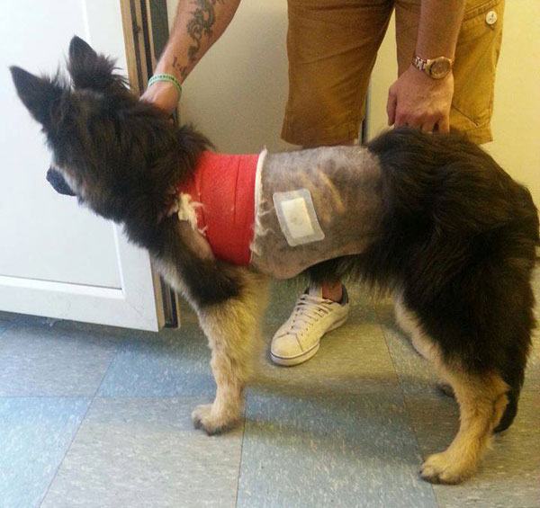 gsd with her body hair shaved off after thoracic surgery
