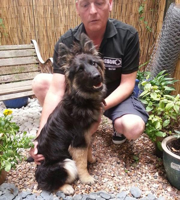 gsd puppy coco with gsdr volunteer