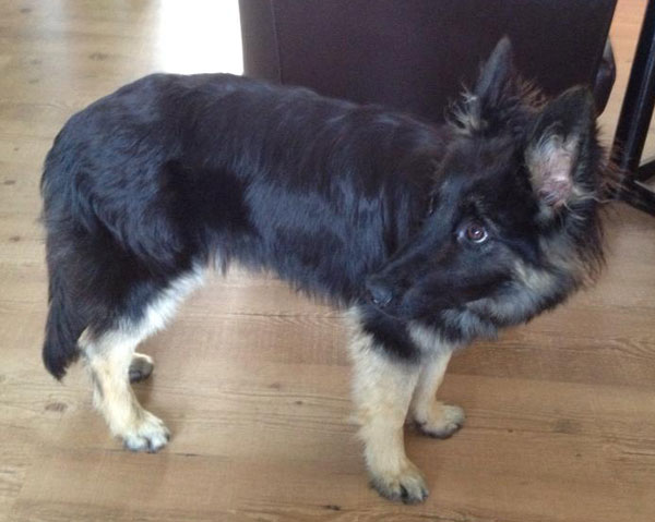 coco gsd puppy who is very small and underweight