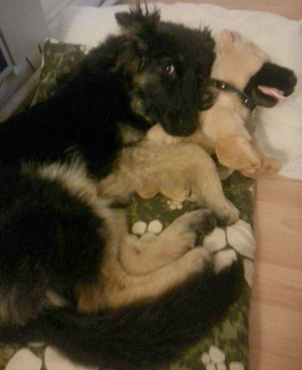 coco snuggling up with her gsdr puppy