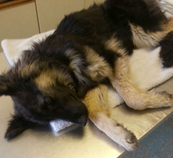 coco the gsd severely dehydrated