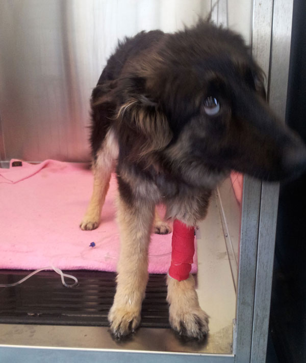 coc the gsd in intensive care