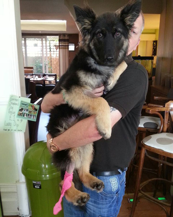 coco gsd wearing her pink bandage
