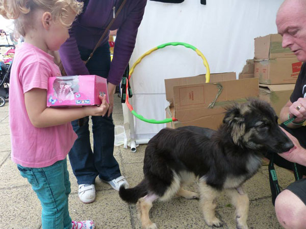 coco gsd puppy meets another little princess