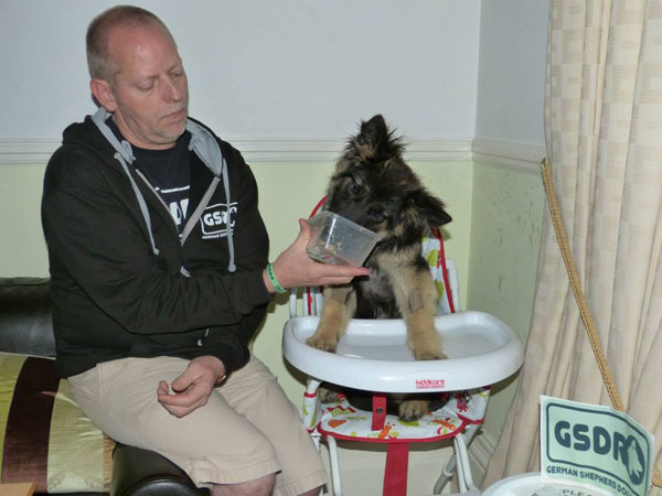 german sheopherd sitting in her high chair being fed