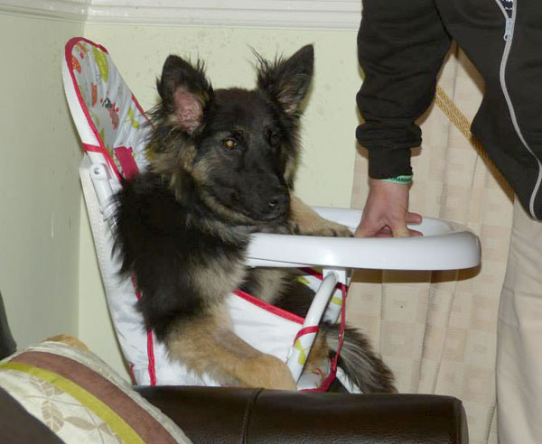 gsd with persistent right aortic arch sitting in her high chair