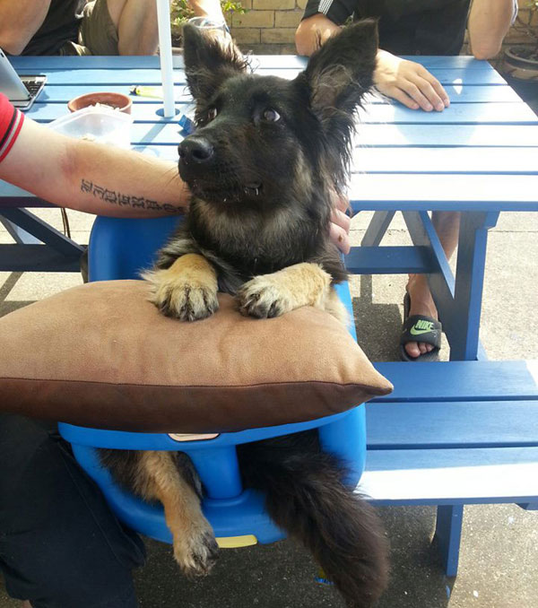 coco young gsd with praa sitting in a high chair being fed balls of meat