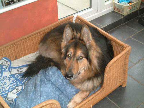 connor in his basket