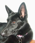 daisy black german shepherd with rickets