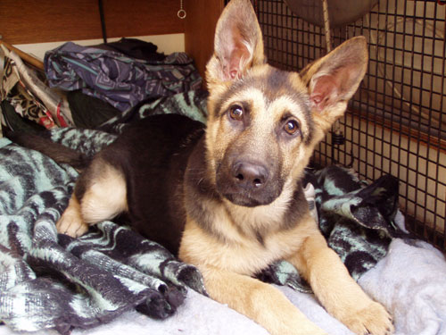 stock photo : black and tan colored German Shepherd puppy sitting on white