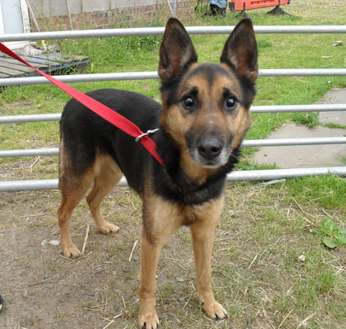 dexy small gsd