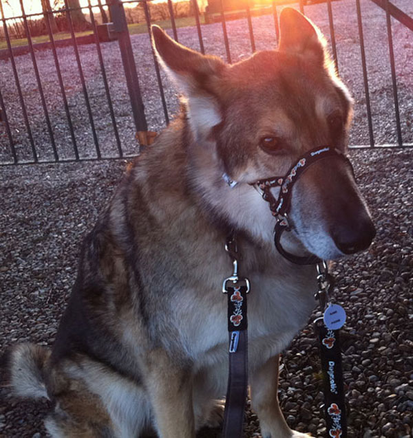 Dogmatic Headcollar