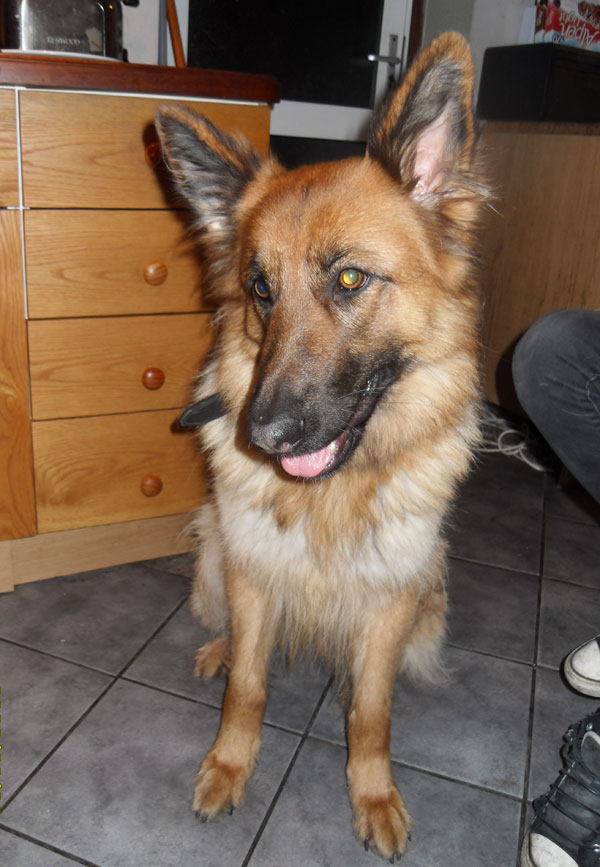 duchess pretty gsd looking for a new home