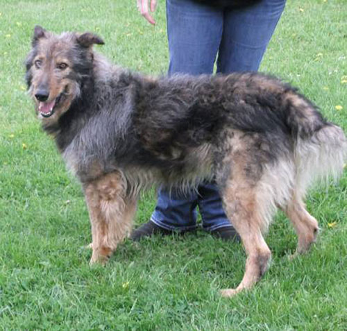 dusty gsd cross