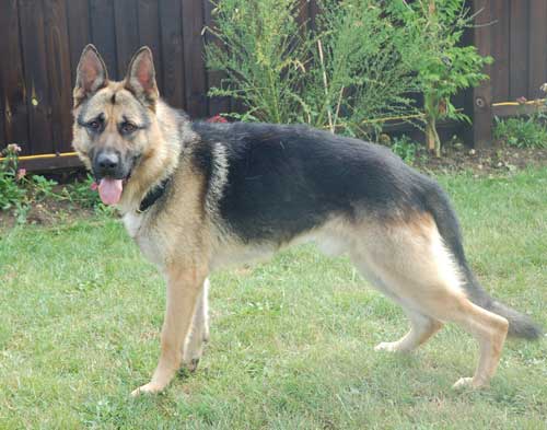 eiger beautiful young gsd