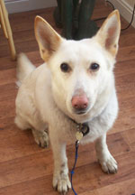 eryn the white gsd shepherd