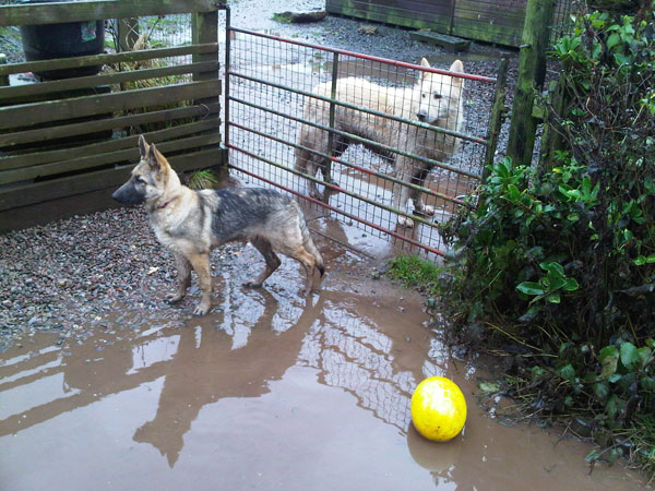 two very wet and muddy german shepherds