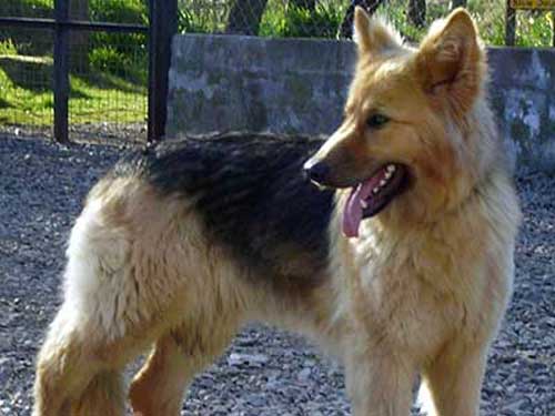 foxy the gsd