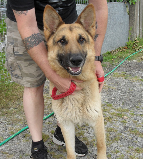 freddy gsd