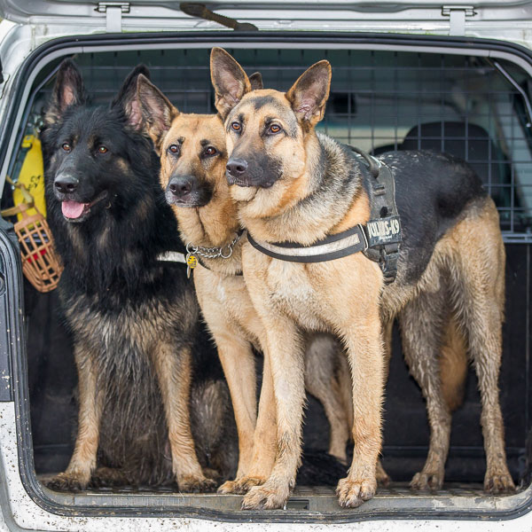three german shepherds in a car