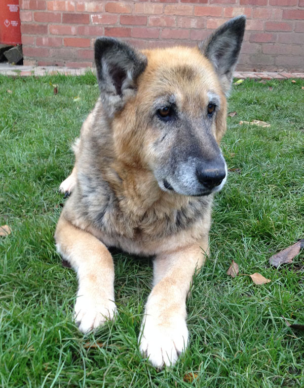 beautiful older german shepherd grace who had been ovelooked in the shelter