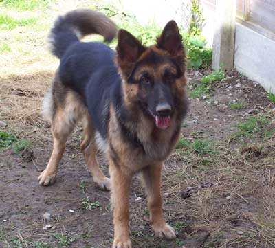 Sabre the german shepherd wants to play