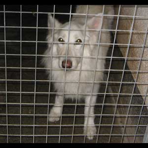 white german shepherd