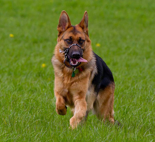 beautiful german shepherd running having fun