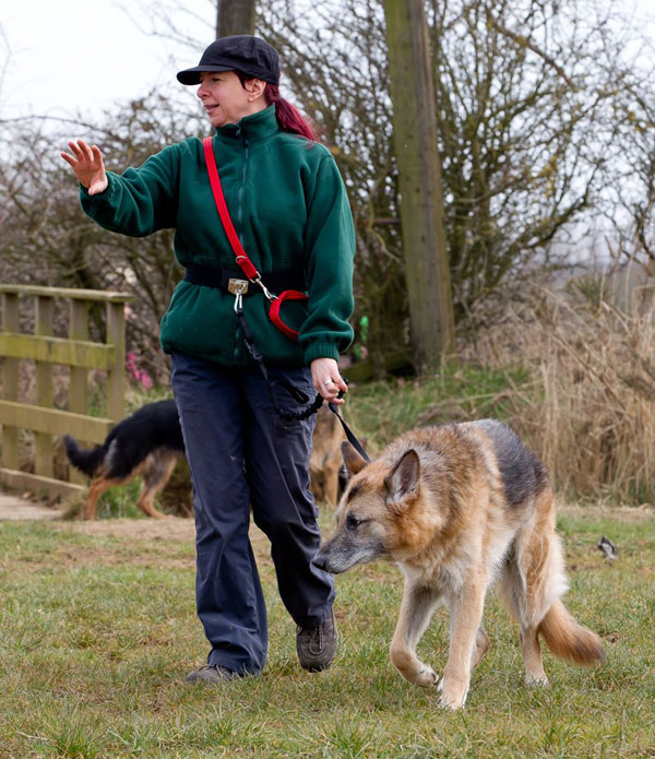 Stop Dog Eating Poo When Walking Stop Dog Eating Poo When Walking