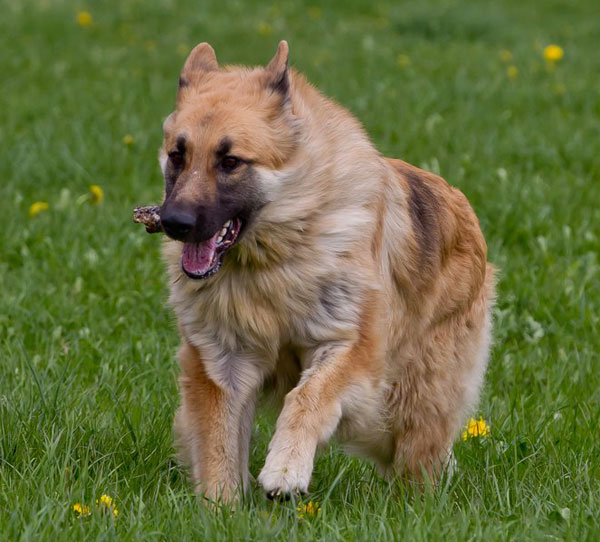 gsd running having fun