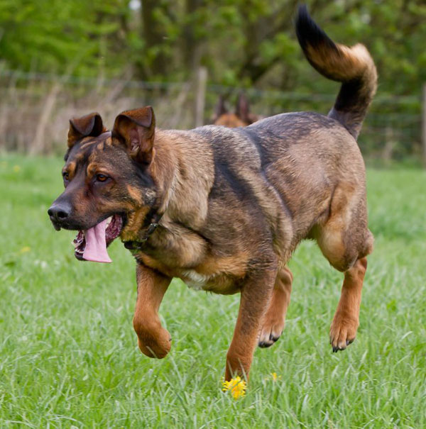 german shepherd springing across a field