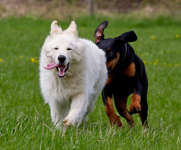 white german shepherd playing with a doberman