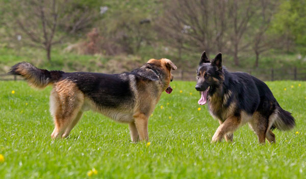 two german shepherds playing