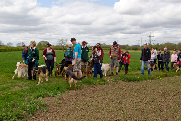socialising german shepherds