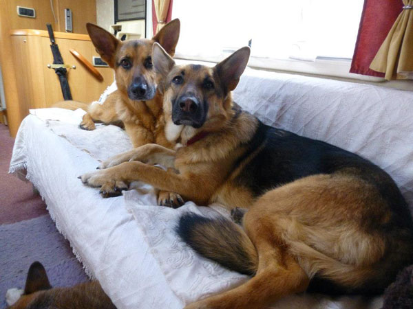 two german shepherds lying together