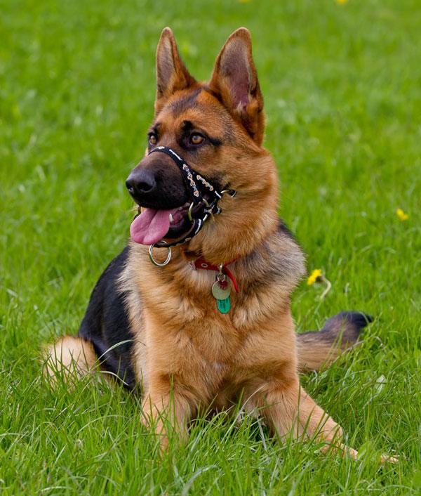 german shepherd in the down stay