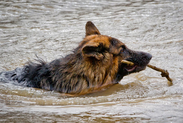 gsd swimming with a stick in his mouth
