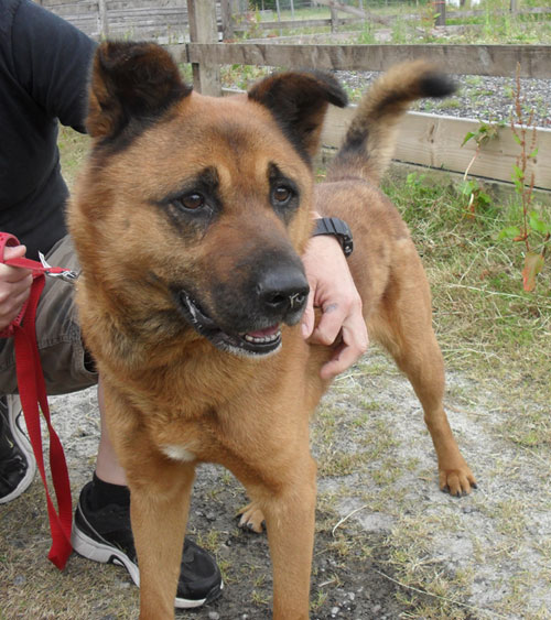 gus gsd akita cross