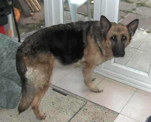 gypsey the older gsd