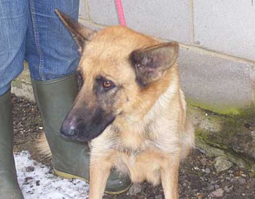 hariet young gsd in the pound