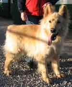 harvey the white gsd