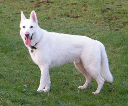 short coat white german shepherd