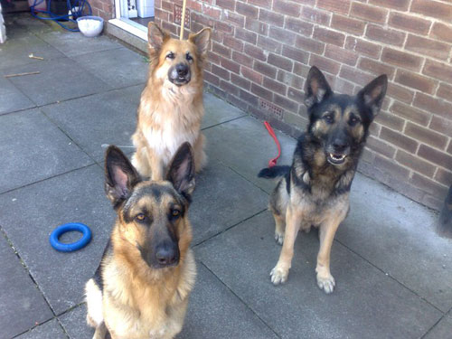 3 gsd's posing for the camera