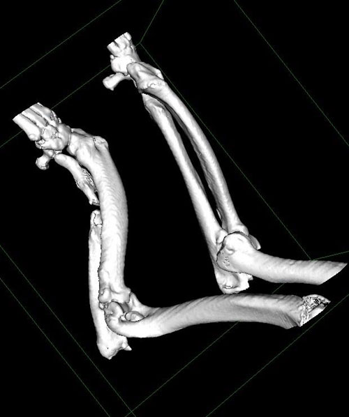 ct scan 3d image of german shepherds leg injury