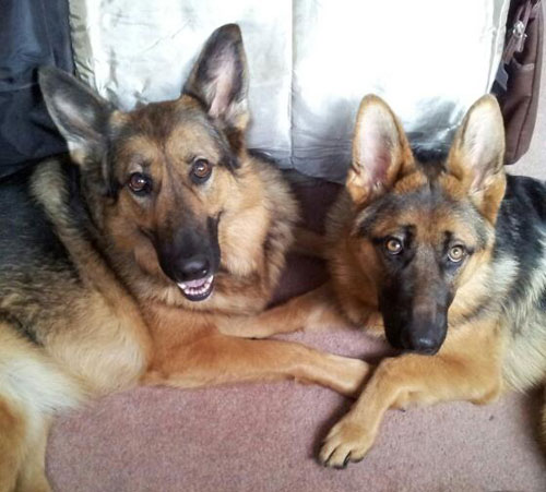 heidi the gsd with her foster friend maya