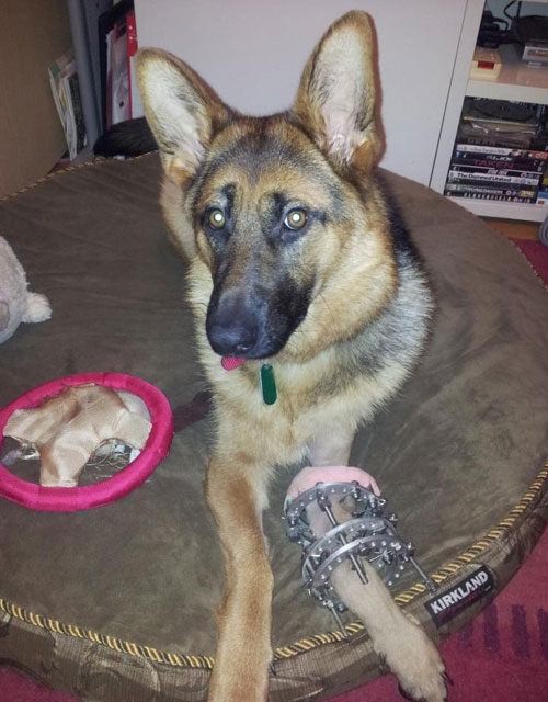 heidi the gsd resting after her operation