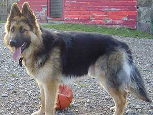 hogan the gsd